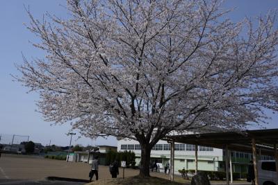 当日満開の桜1