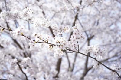 当日満開の桜2
